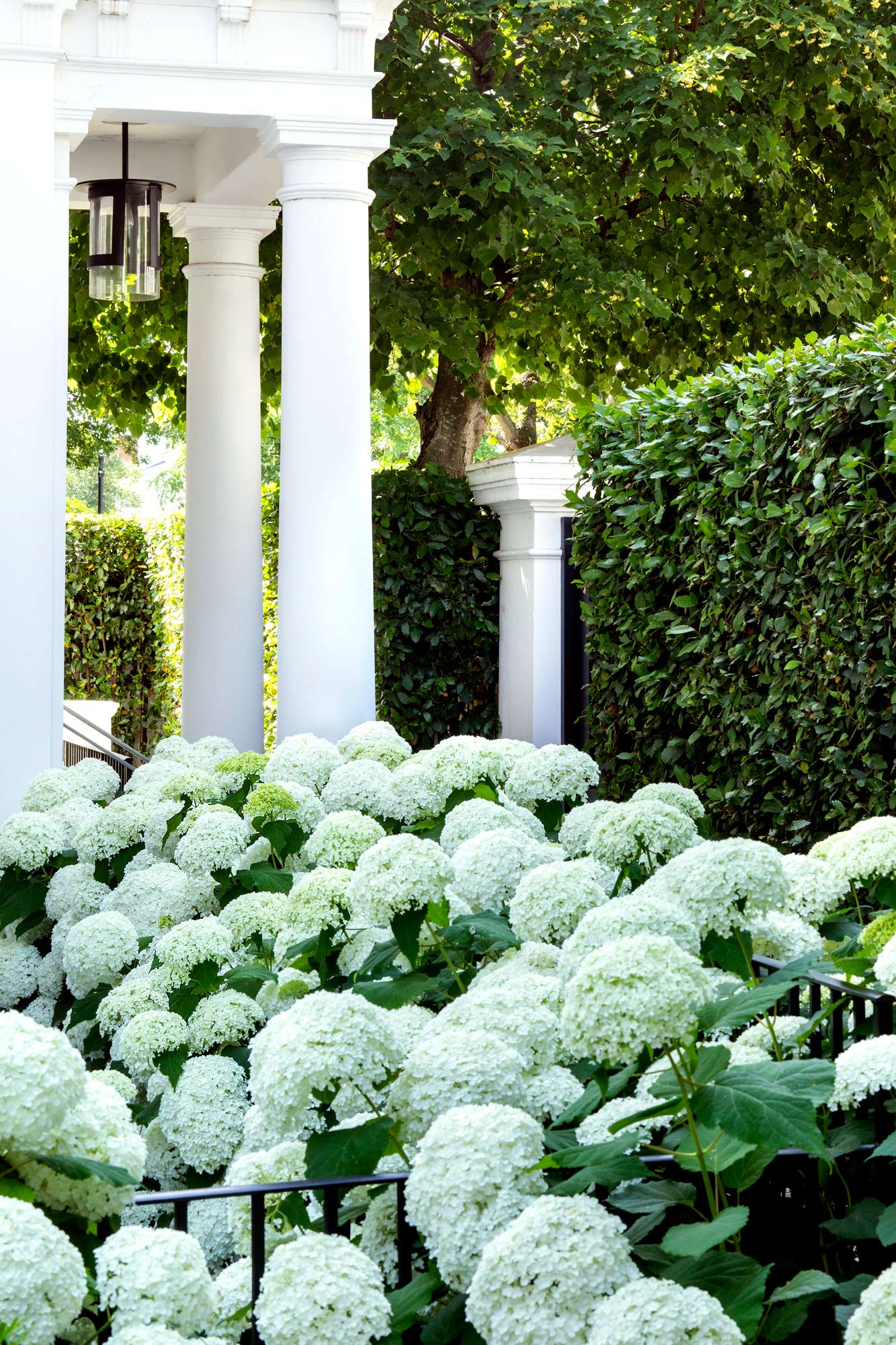 Garden in Gilston Road, Chelsea by James Aldridge Landscape and Garden Design