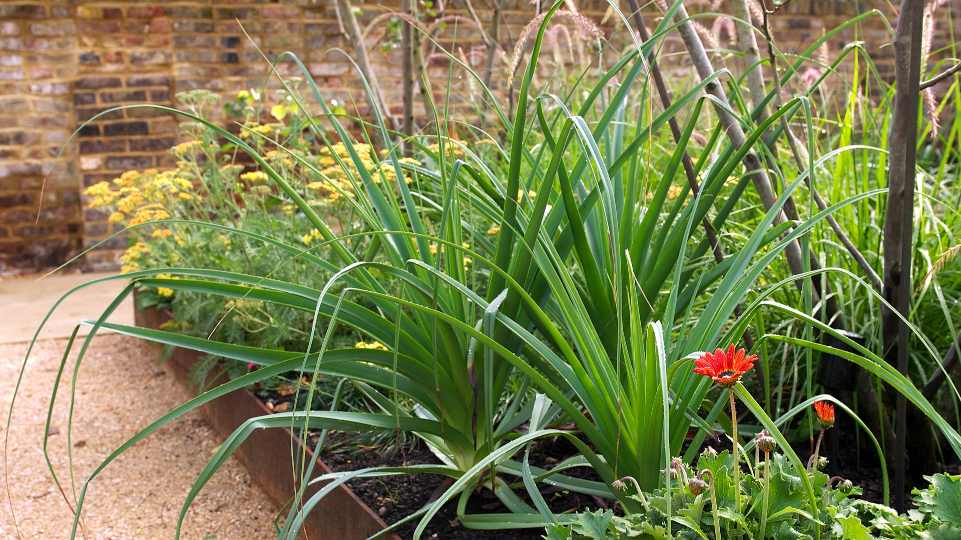 Peckham Garden - James Aldridge Landscape and Garden Design