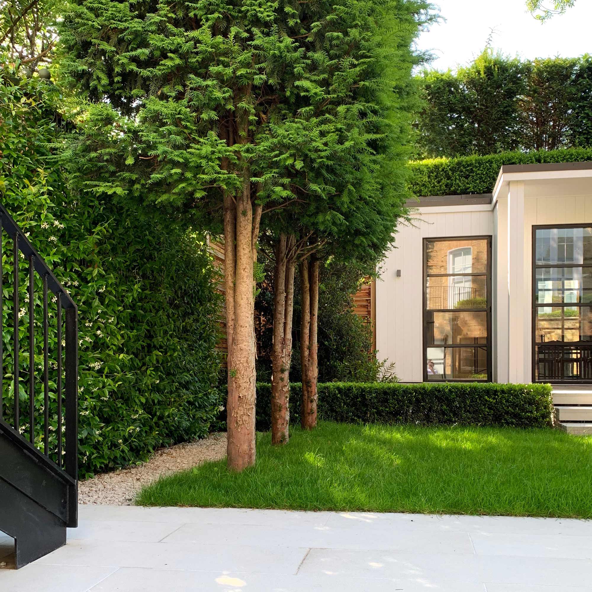 Garden in Tregunter Road Chelsea by James Aldridge Landscape and Garden Design